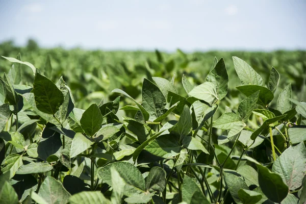 Soya field — Stock Photo, Image