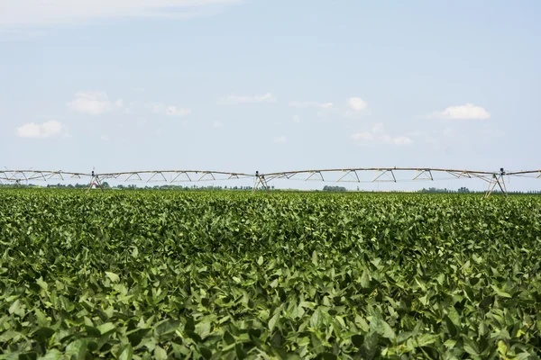 Soya field with huge irrigation system — Stock Photo, Image
