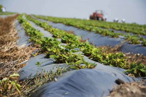 Strawberries field in early summer,farmers planting strawberries. — Stock Photo, Image