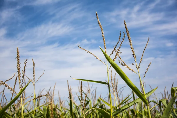 Corn field before harvest — Stock Photo, Image