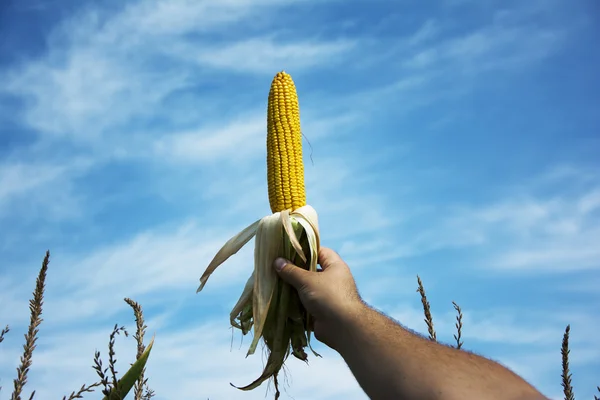 Man håller havren över majsfält — Stockfoto