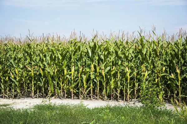 Corn field before harvest — Stock Photo, Image