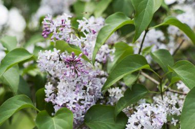 parkta leylak ağacı