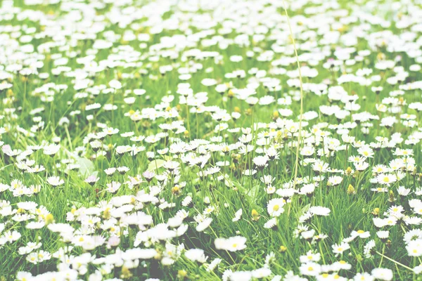 Flor de primavera na grama Fotos De Bancos De Imagens