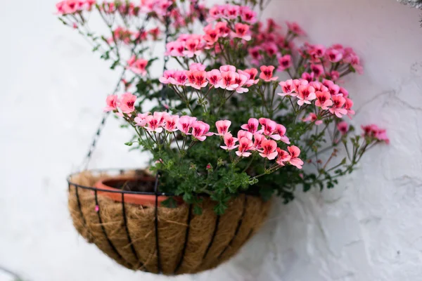 Englische Geranienblüten — Stockfoto