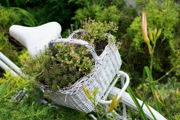 Idéias velhas da bicicleta para jardinar — Fotografia de Stock