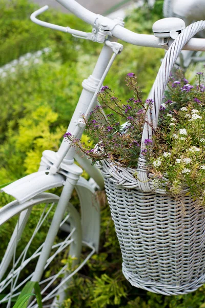 Cesto bianco con fiori appesi alla vecchia bicicletta in giardino — Foto Stock