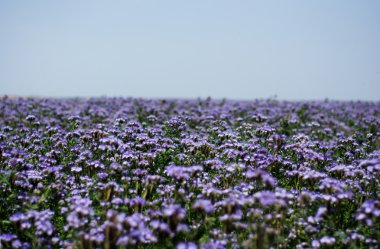 Phacelia alanları