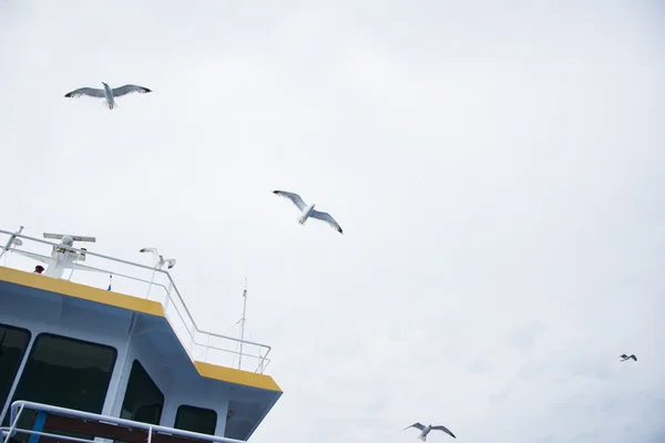 Seagulls over ferry boat — Stock Photo, Image