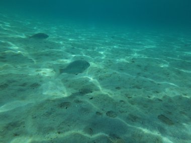 Deniz dünya sualtı balık