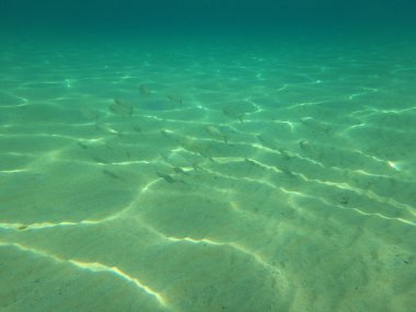 Deniz dünya sualtı balık