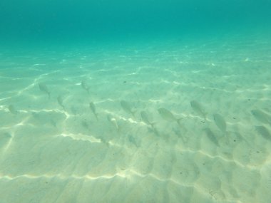 Deniz dünya sualtı balık