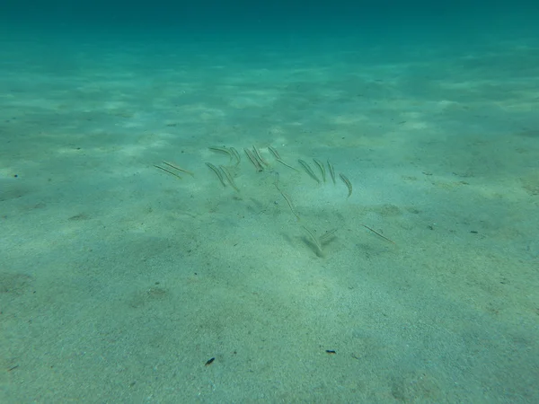 Fische in Meereswelt unter Wasser — Stockfoto