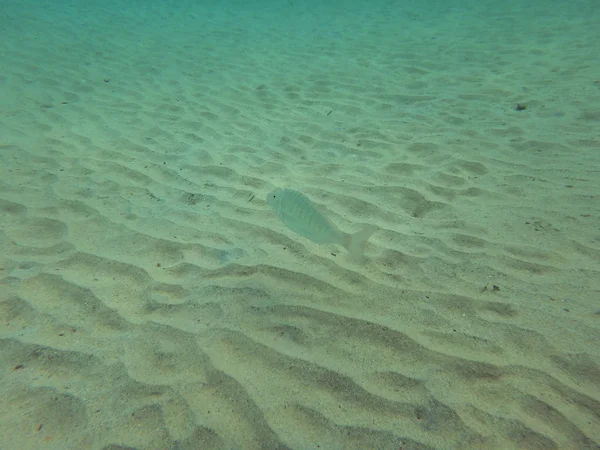 Fische in Meereswelt unter Wasser — Stockfoto