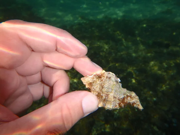 Pequeño percal con concha en el mundo marino bajo el agua — Foto de Stock
