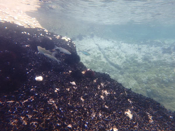 Muscheln in der Meereswelt unter Wasser — Stockfoto