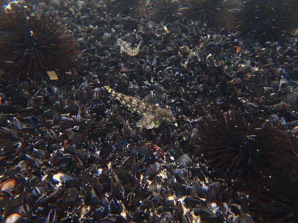 Mušle v mořský svět pod vodou — Stock fotografie