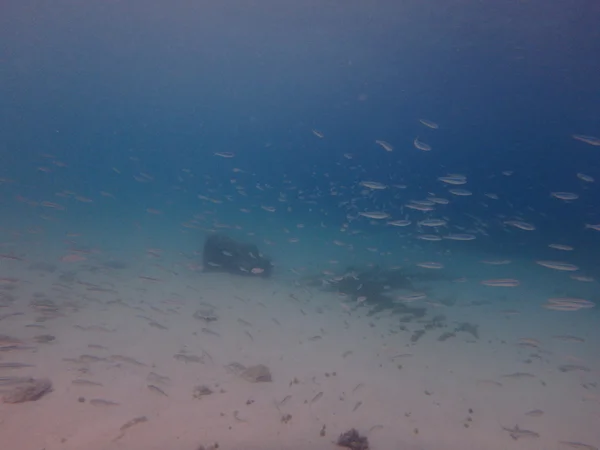 Риби в морському світі під водою — стокове фото