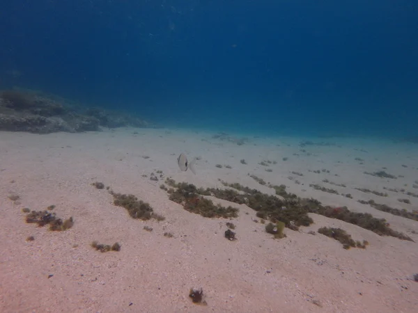 Meereswelt unter Wasser — Stockfoto