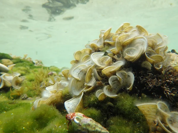 Meereswelt unter Wasser — Stockfoto