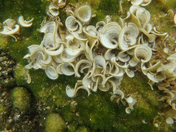 Mundo marino bajo el agua — Foto de Stock