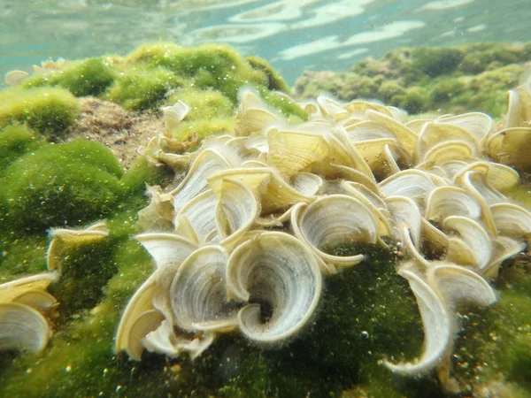 Mundo marino bajo el agua — Foto de Stock