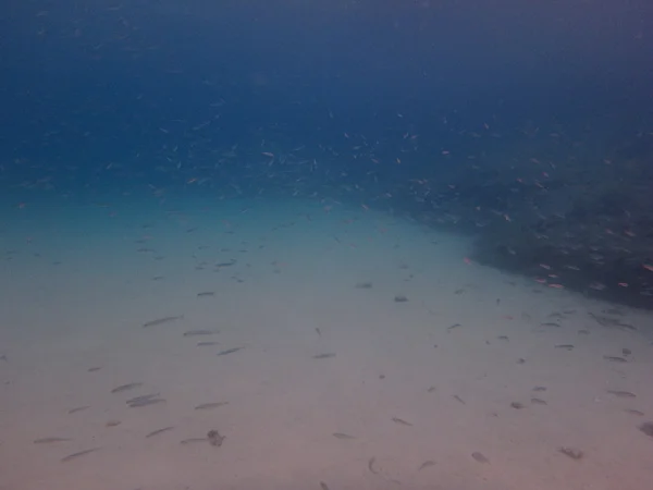 Peces en el mundo marino bajo el agua Imágenes De Stock Sin Royalties Gratis