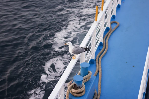 Seagull standing on ferry boat fence.