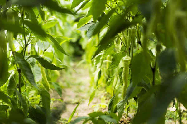 Peppers in backyard — Stock Photo, Image