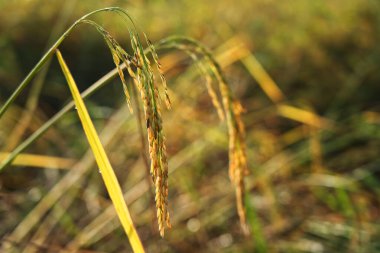 Pirinç kulağı, bulanık arka plan.