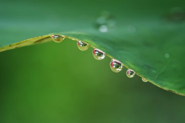Nilüfer yaprağının kenarındaki su damlacıkları, yeşil arkaplan