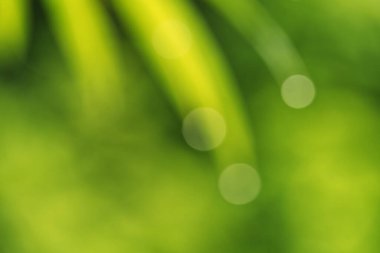 Doğanın soyut arkaplanı, bambu yapraklarının ucundaki su damlacıklarının odaklanması.