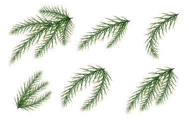 Bir dizi köknar dalı. Yılbaşı ve Noel. Noel ağacı..