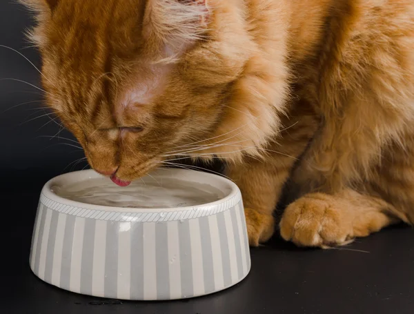 Kedi suyu plakalar içer..
