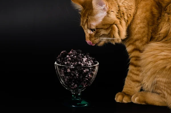 Kırmızı bir kedi kremanku yaban mersini ile seyir portresi