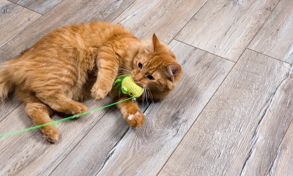 Kırmızı kedi oyuncakla oynamak portresi