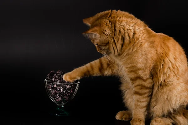 Kırmızı kedi bowl yaban mersini ile seyir portresi
