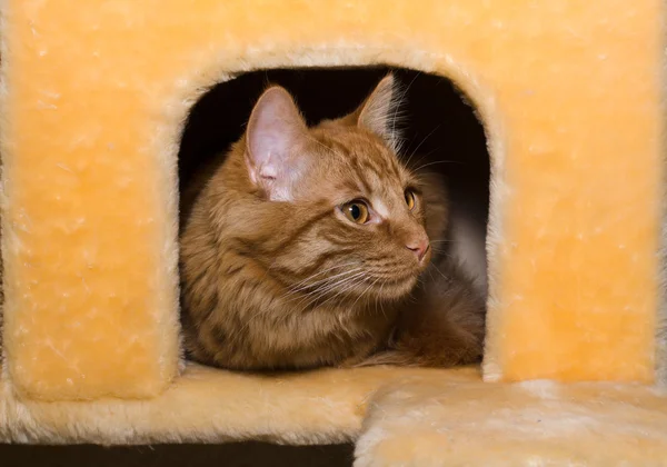 Lovely cat lying in the cat house