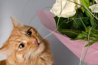 Zencefil kedi bir buket çiçek kokuyor.  