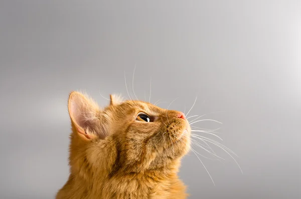 Gato rojo mirando protagonizada por la cámara sorprendido — Foto de Stock