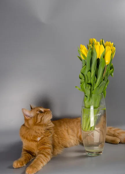 kedi ve laleler