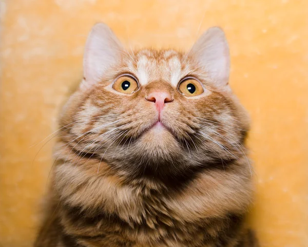 Retrato de gato rojo, primer plano — Foto de Stock