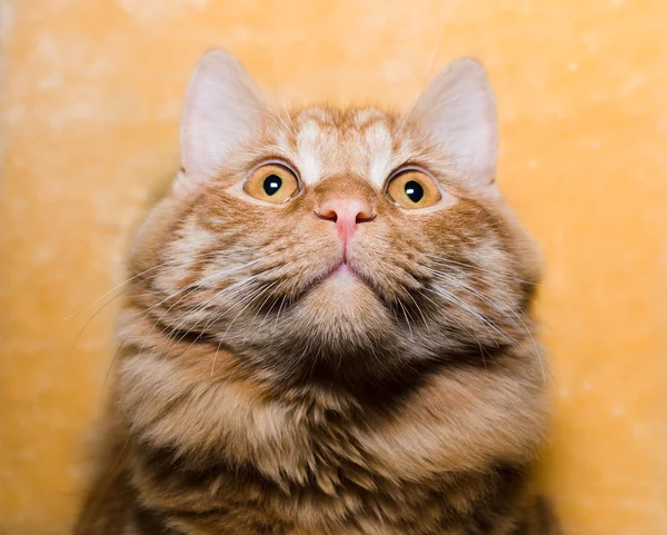 Kırmızı kedi, closeup portresi