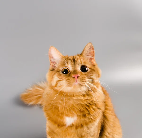 Vörös macska látszó a kamera meglepett a főszereplő — Stock Fotó