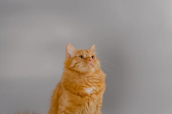 Gato rojo mirando protagonizada por la cámara sorprendido — Foto de Stock