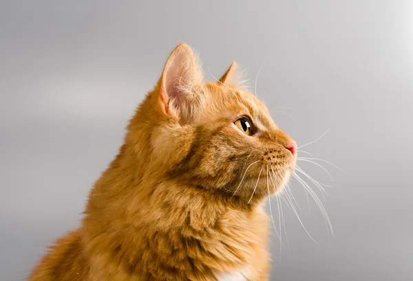 Vörös macska látszó a kamera meglepett a főszereplő — Stock Fotó