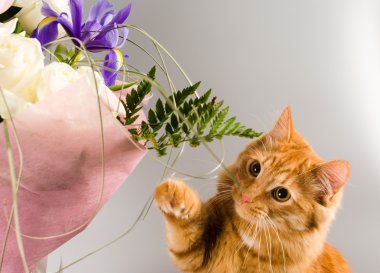 Zencefil kedi bir buket çiçek kokuyor.  