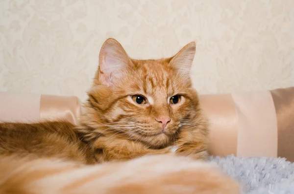 Divertido esponjoso jengibre gato acostado en una cama — Foto de Stock