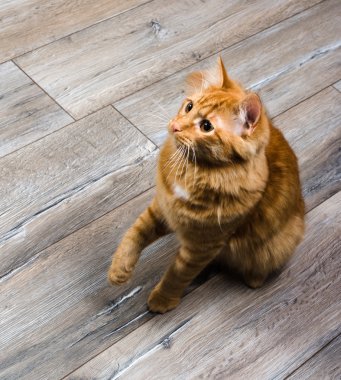 Kızıl saçlı büyük kedi kameraya seyir