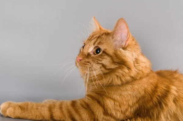 Gato rojo mirando protagonizada por la cámara sorprendido — Foto de Stock